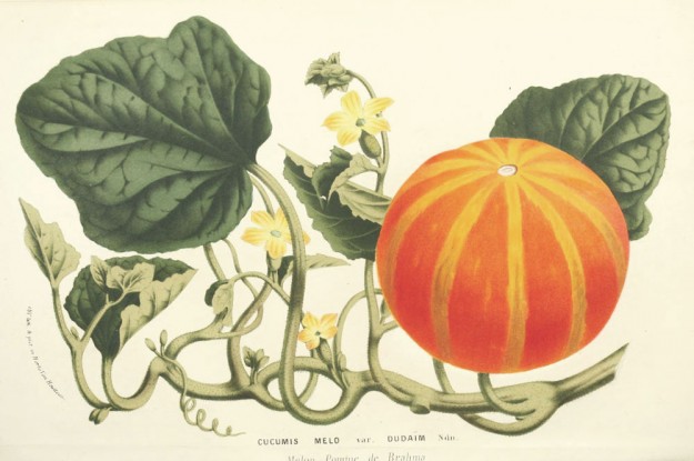 THE HISTORY OF PUMPKIN CARVING