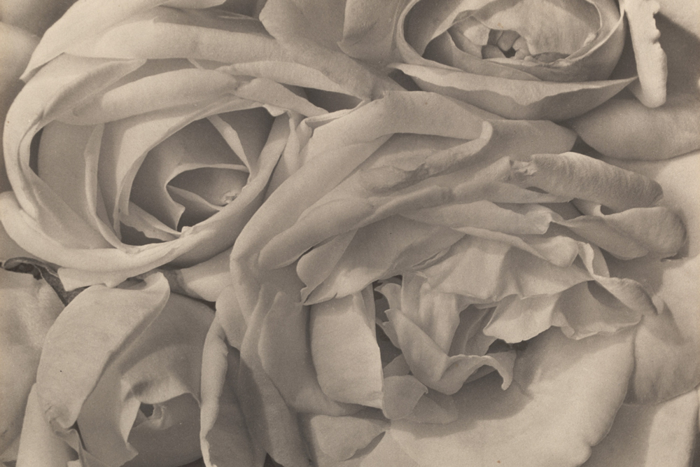 "Roses, Mexico" Photograph by Tina Modotti, 1924
