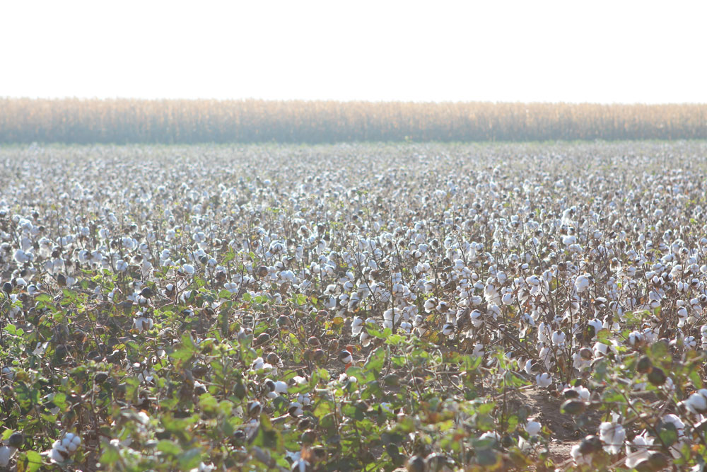 SUPPLY CHAINS: A COMMITMENT TO COTTON