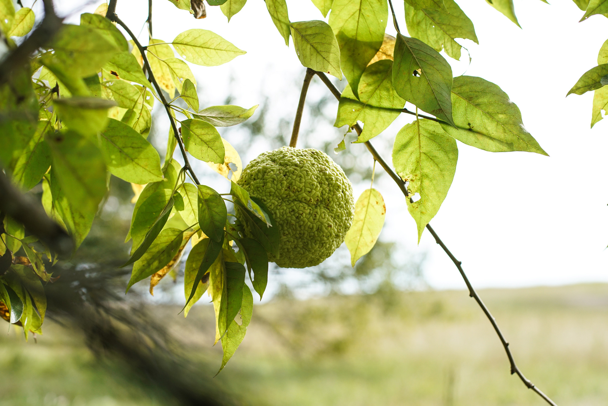 An Osage orange hanging from a branch.
