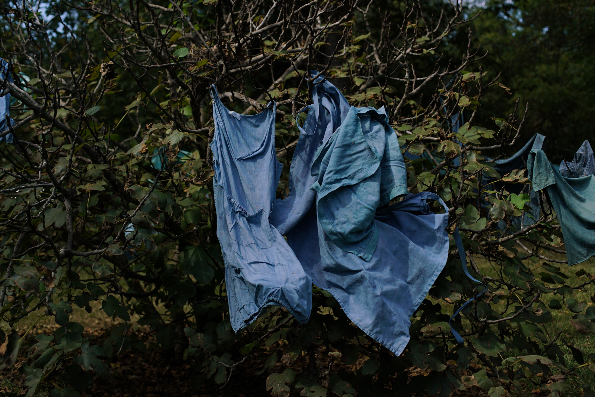 Indigo-dyed garments hanging in trees to dry.