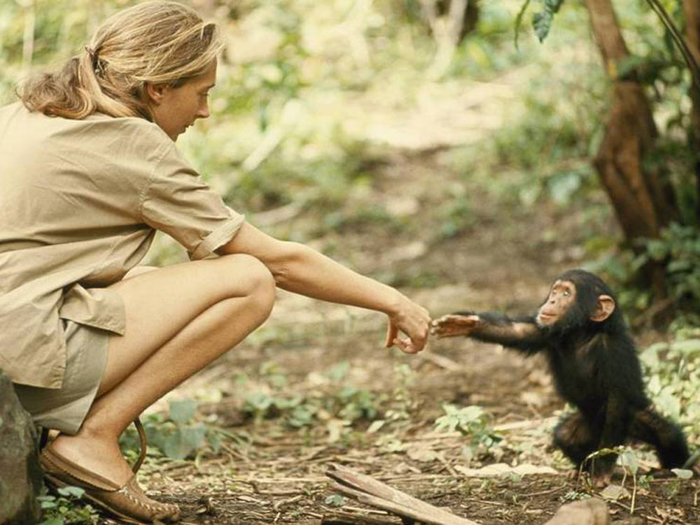 jane goodall in the shadow of man
