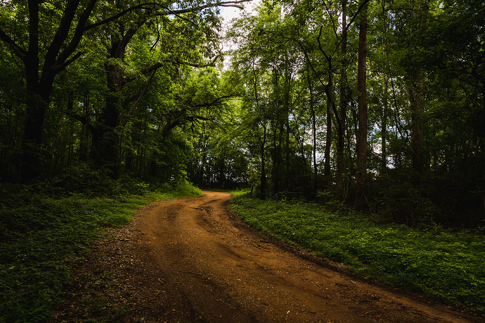 Red dirt road amid a lush green forest leading to the backwaters of Mooresville, Alabama